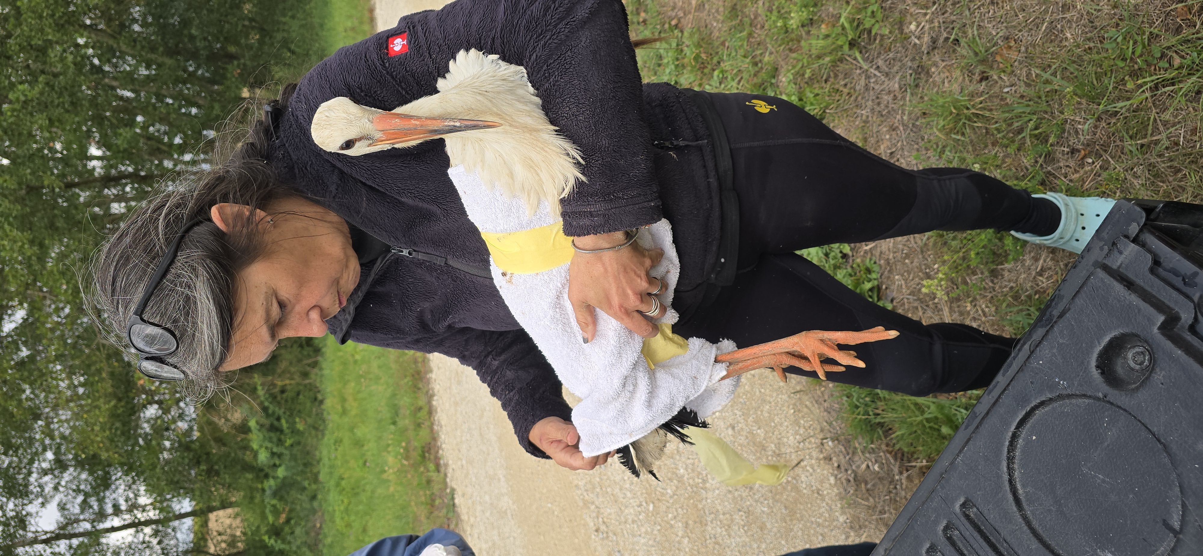 Eine Helferin versorgt einen geschwächten Weißstorch