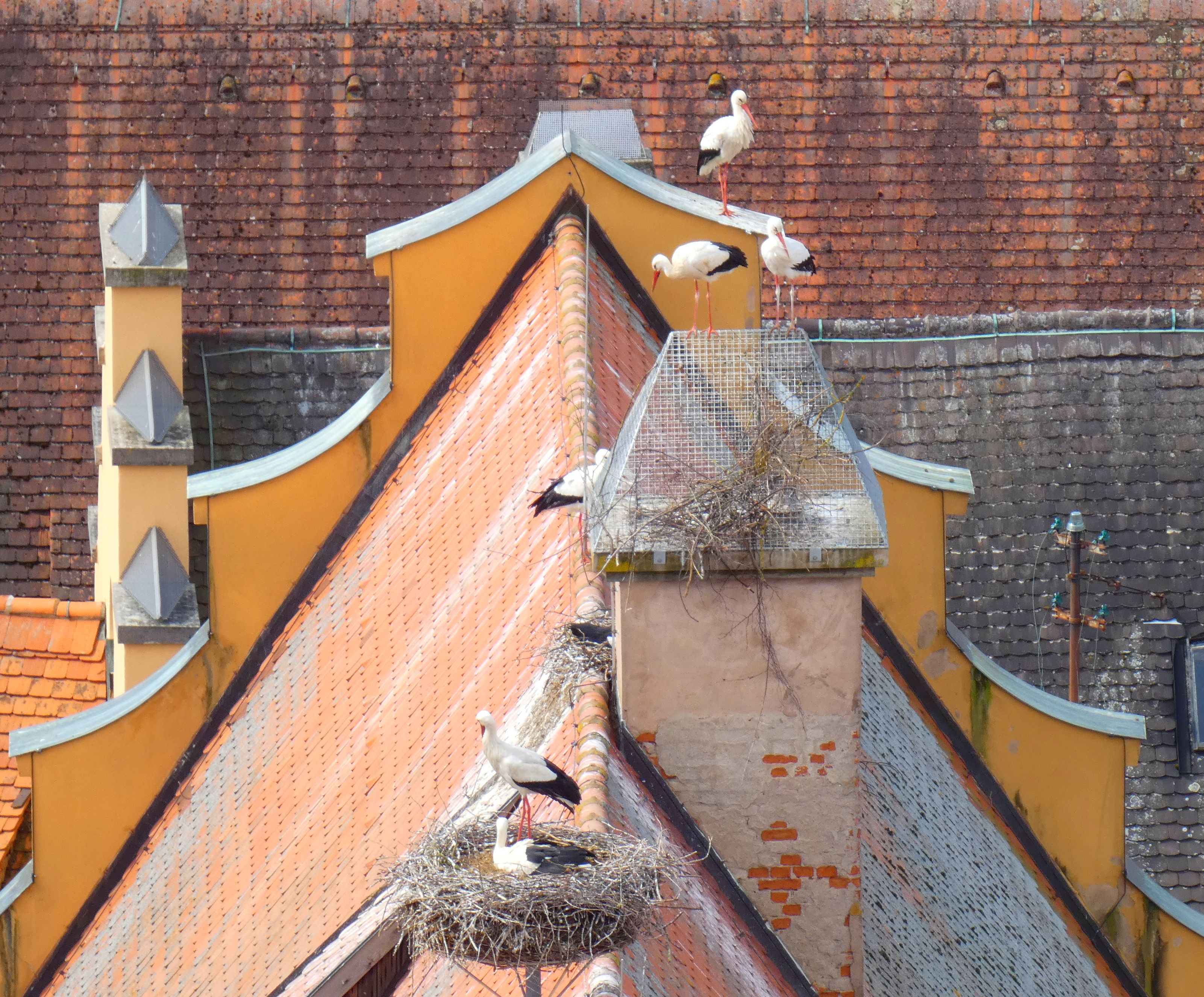 Mehrere Weißstörche und Nester auf den Dächern von Nördlingen