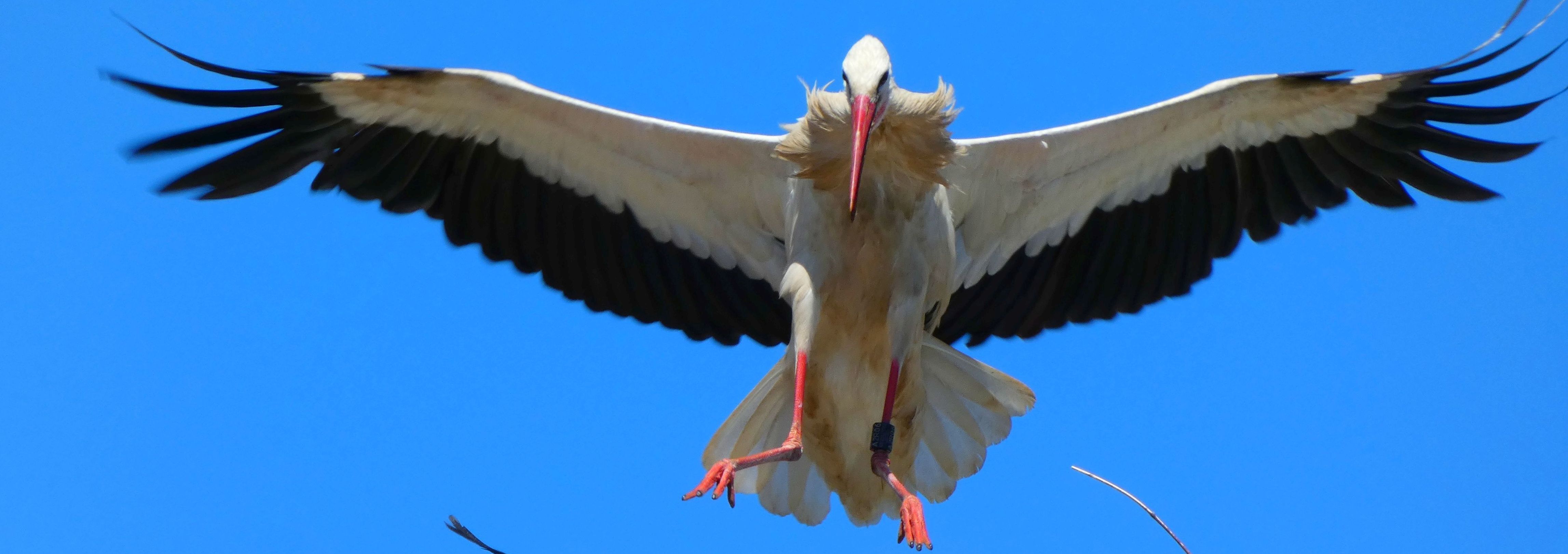 Weißstörche mit ausgebreiteten Flügeln vor blauem Himmel