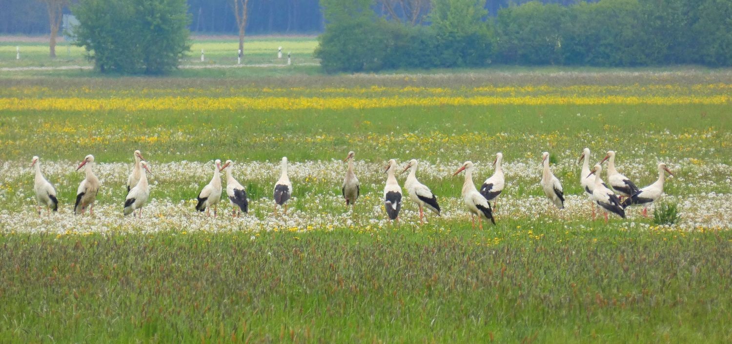 Eine Gruppe Weißstörche auf einer blühenden Wiese