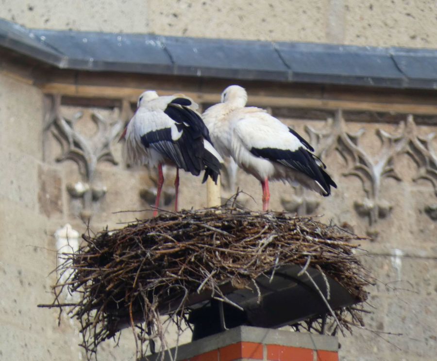 Das Traditionspaar vom Tanzhaus auf ihrem Nest an der Kirche - Bild: Heidi Källner