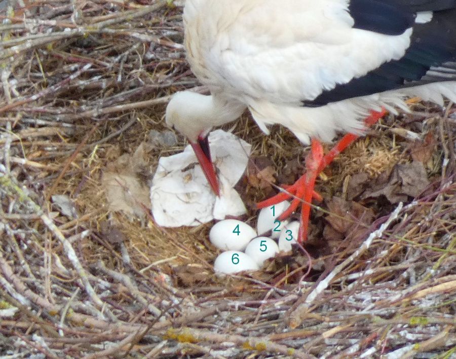 6 Eier im Nest auf dem Tanzhaus – Bild: Heidi Källner