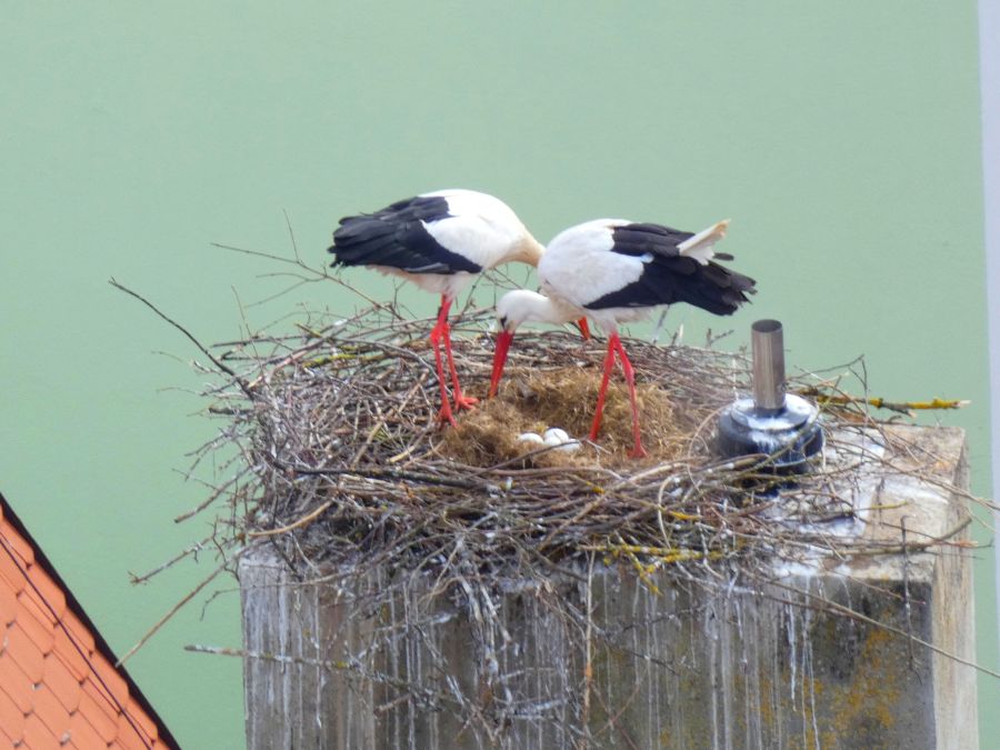 4 Eier im Nest auf der Norma – Bild: Heidi Källner