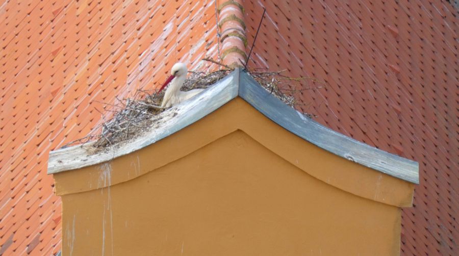Storchennest am Weinmarkt – Bild: Heidi Källner