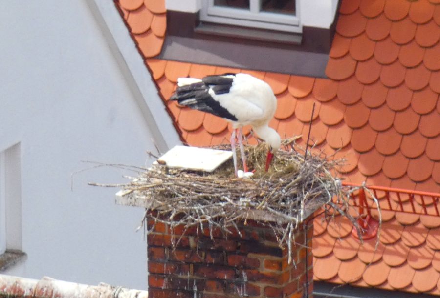 Storch im Nest auf dem Winterschen Haus – Bild: Heidi Källner