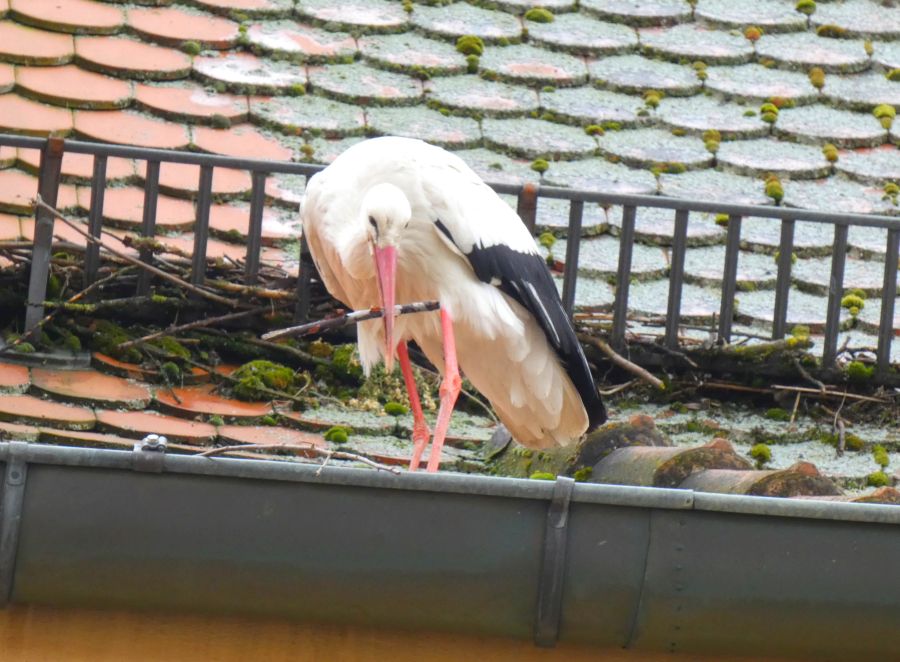 Storch beim Sammeln von Nestmaterial – Bild: Heidi Källner