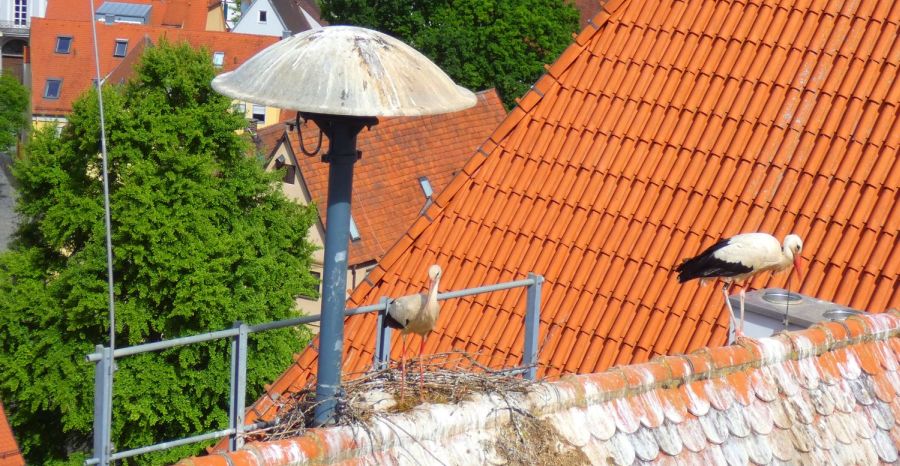Tanzhaus-Storch – einer hat einen Fuß verloren, die Wunde ist verheilt – Bild: Heidi Källner