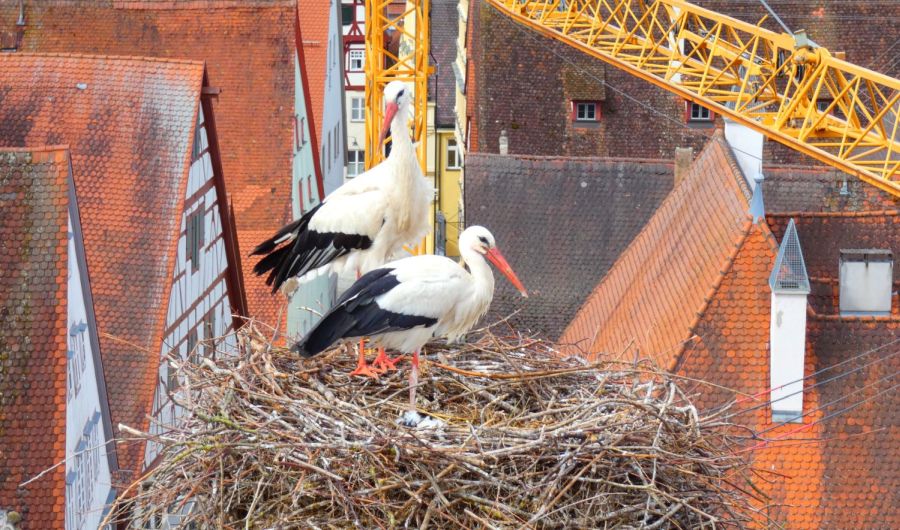 Das Traditionspaar auf dem Tanzhaus in Nördlingen – Bild: Heidi Källner