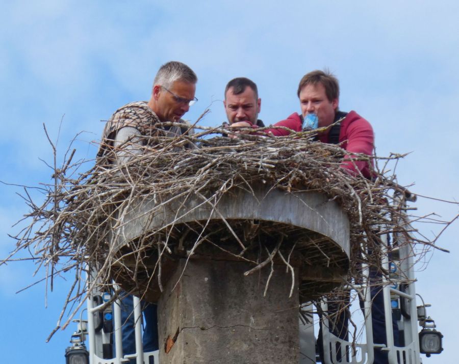 Beringung auf dem Nest in Nördlingen – das Team bei der Arbeit – Bild: Heidi Källner
