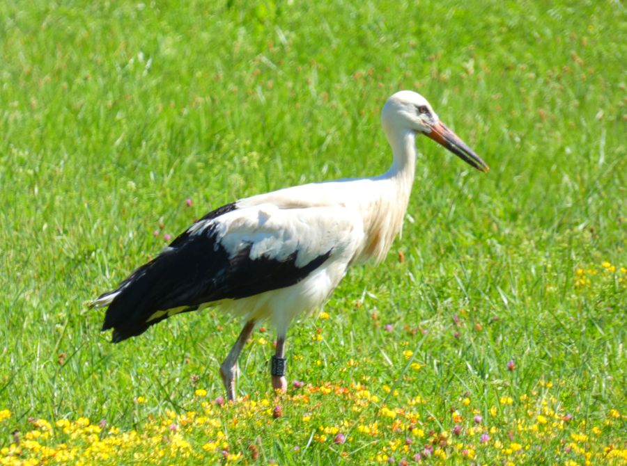 Jungstorch mit Ring auf der Wiese – Bild: Heidi Källner