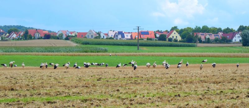 Storchentreffen am Rande von Nördlingen auf dem Acker - Bild: Heidi Källner