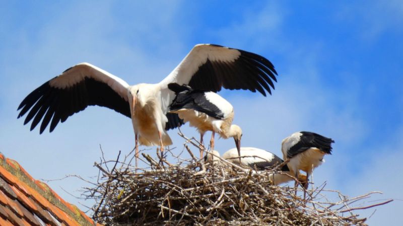 Storch mit ausgebreiteten Flügeln auf dem Nest - Bild: Heidi Källner