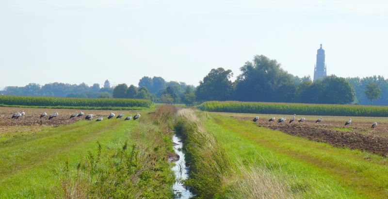 Störche auf dem Feld mit dem Daniel im Hintergrund - Bild: Heidi Källner