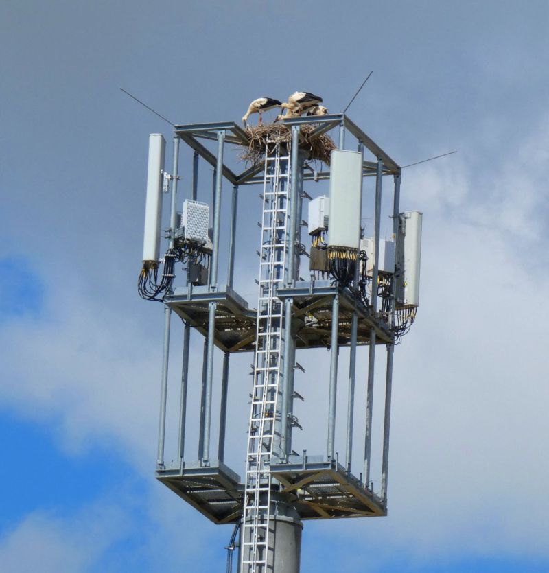 Nest auf dem Funkmast auf der Kaiserwiese - Bild: Heidi Källner