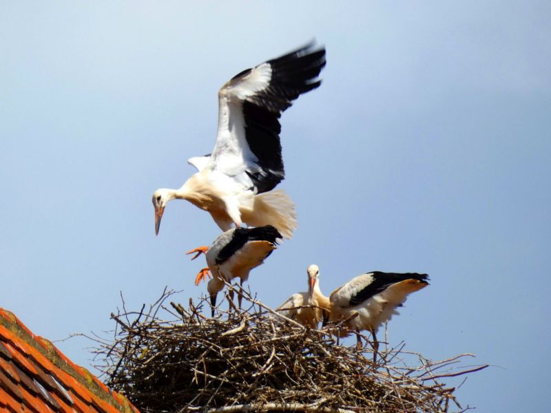 Storch bei der Landung - Bild: Heidi Källner