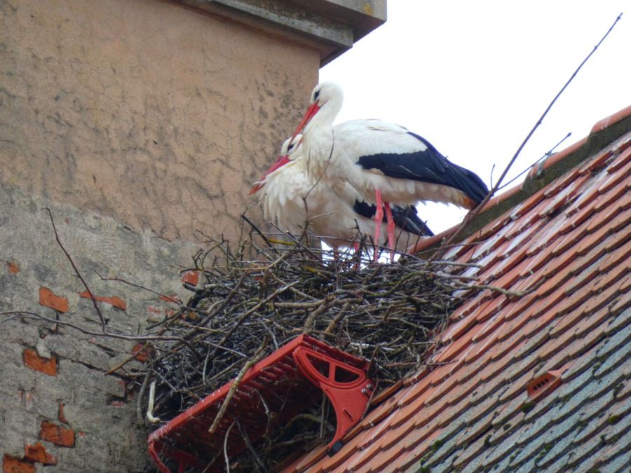 Ein Storchenpaar auf dem Nest – Bild: Heidi Källner