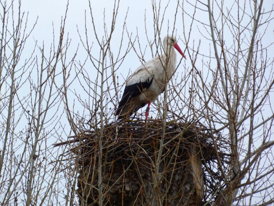 Storch auf dem Baumhorst – Bild: Heidi Källner