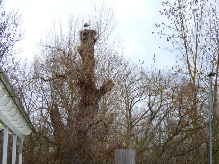 Storch auf dem hohen Baumhorst außerhalb der Stadtmauer – Bild: Heidi Källner