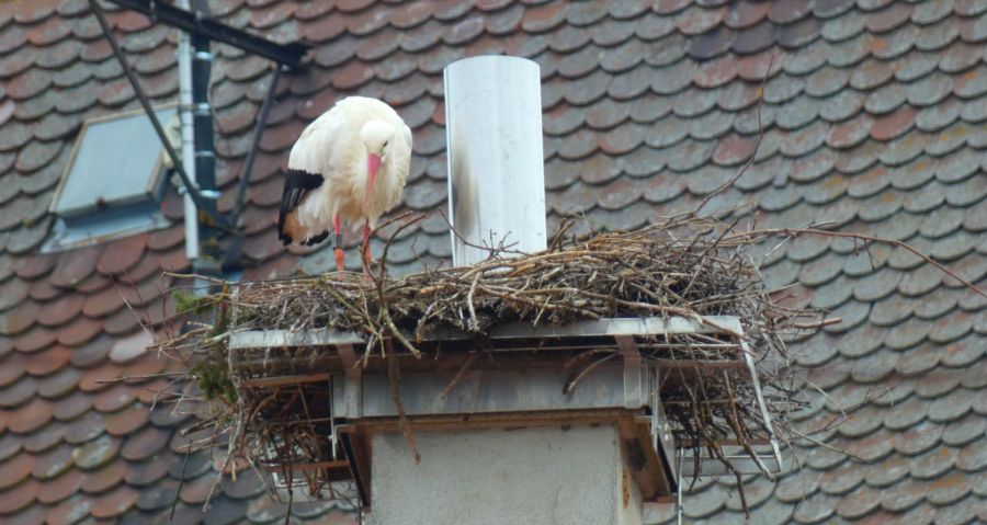 Storch auf dem neuen Nisthilfen-Kamin – Bild: Heidi Källner