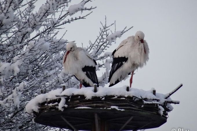 Zwei Weißstörche auf einem verschneiten Nest als Beispiel für ein Storchennest im Winter