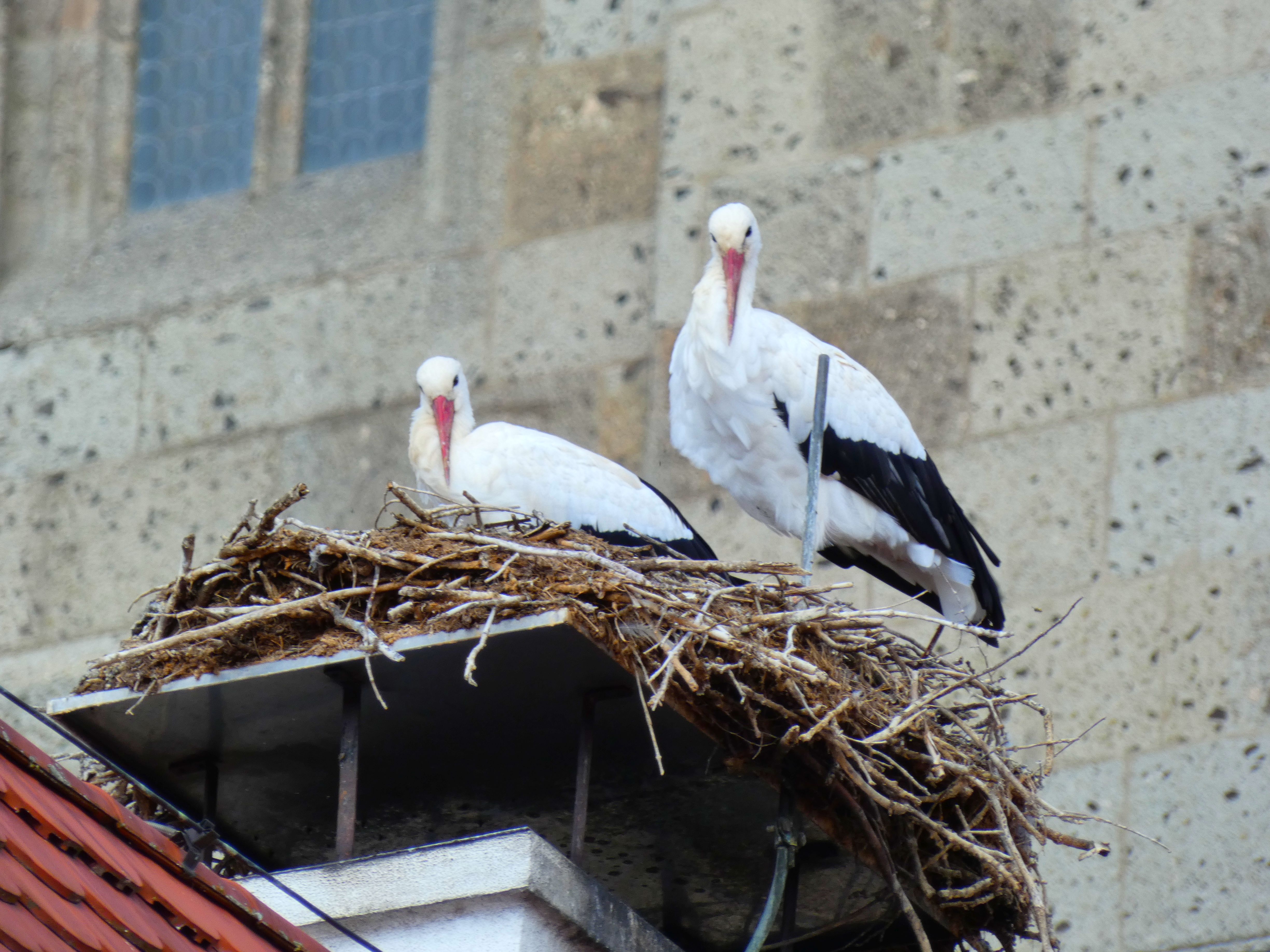 Zwei Weißstörche auf ihrem Nest in der Pfarrgasse in Nördlingen